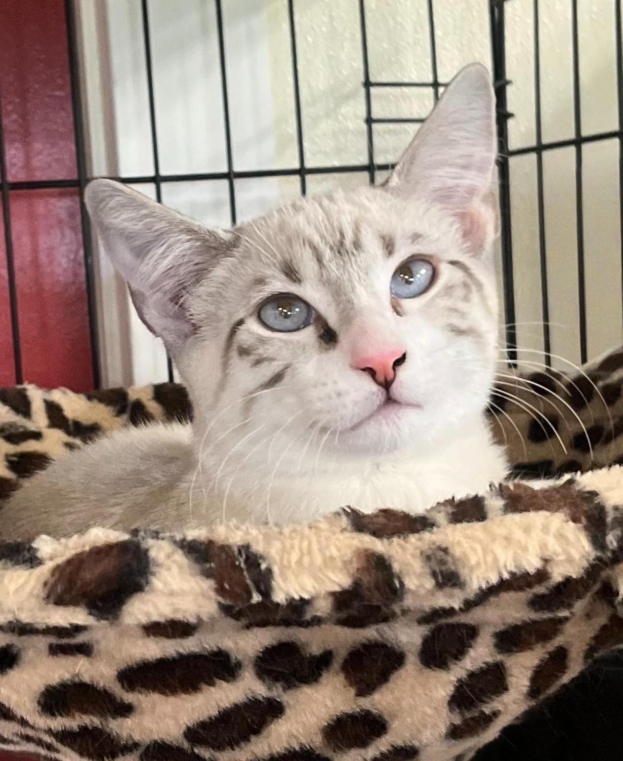 Haze — A  Family Friendly Snow Bengal/Siamese!