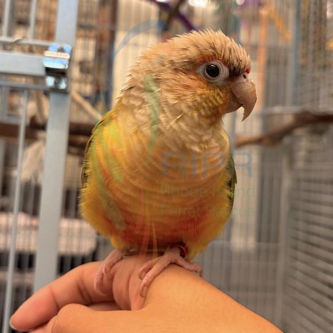 Enlarge Kiwi, an adopted Conure in Warwick, RI image 4/4