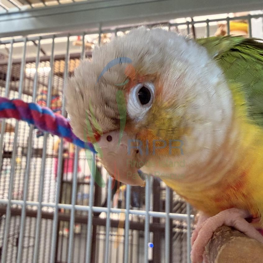 Enlarge Kiwi, an adopted Conure in Warwick, RI image 1/4