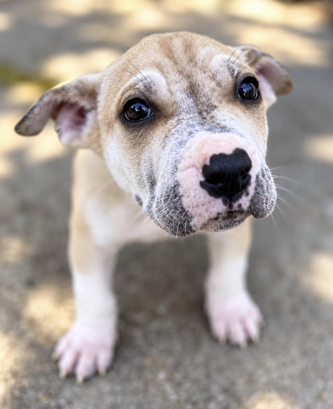 Enlarge Vanilla, a Adoptable mixed breed in Tigard, OR image 4/5