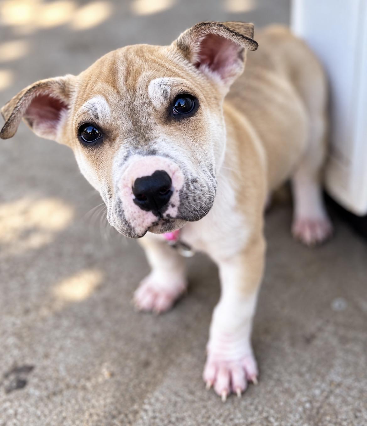 Enlarge Vanilla, a Adoptable mixed breed in Tigard, OR image 3/5