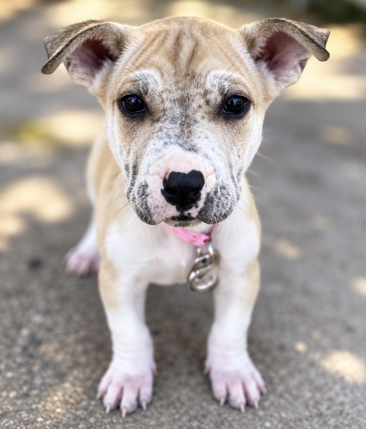 Vanilla, Adoptable, Puppy Female Pit Bull Terrier.