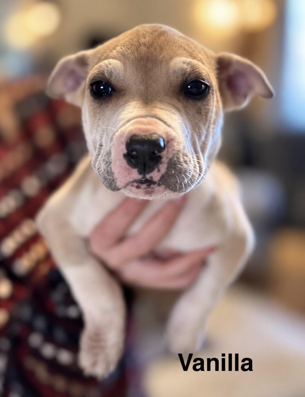Enlarge Vanilla, a Adoptable mixed breed in Tigard, OR image 2/5