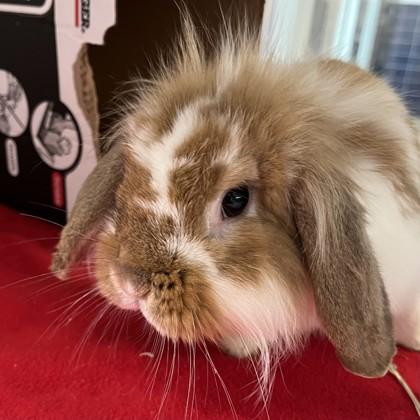 Enlarge Tart, a Adoptable mixed breed in Grapevine, TX image 1/3