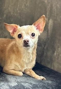 Scooter, Adoptable, Adult Male Chihuahua & Mixed Breed.