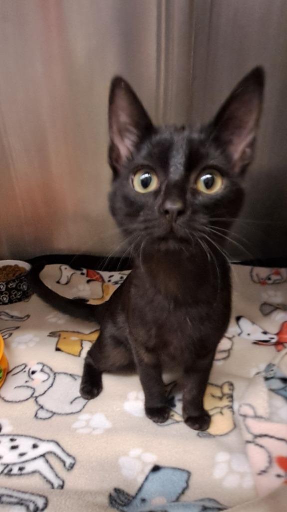 Cinder, Adoptable, Young Male Domestic Short Hair.