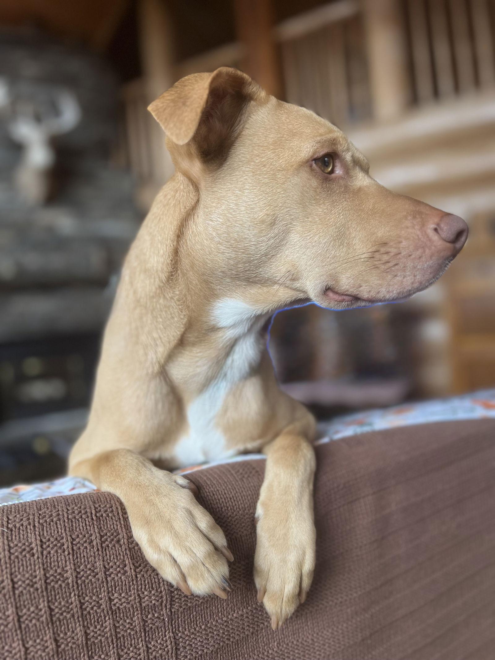 Enlarge Peanut, a Adoptable Hound in Spring Lake, NJ image 2/3