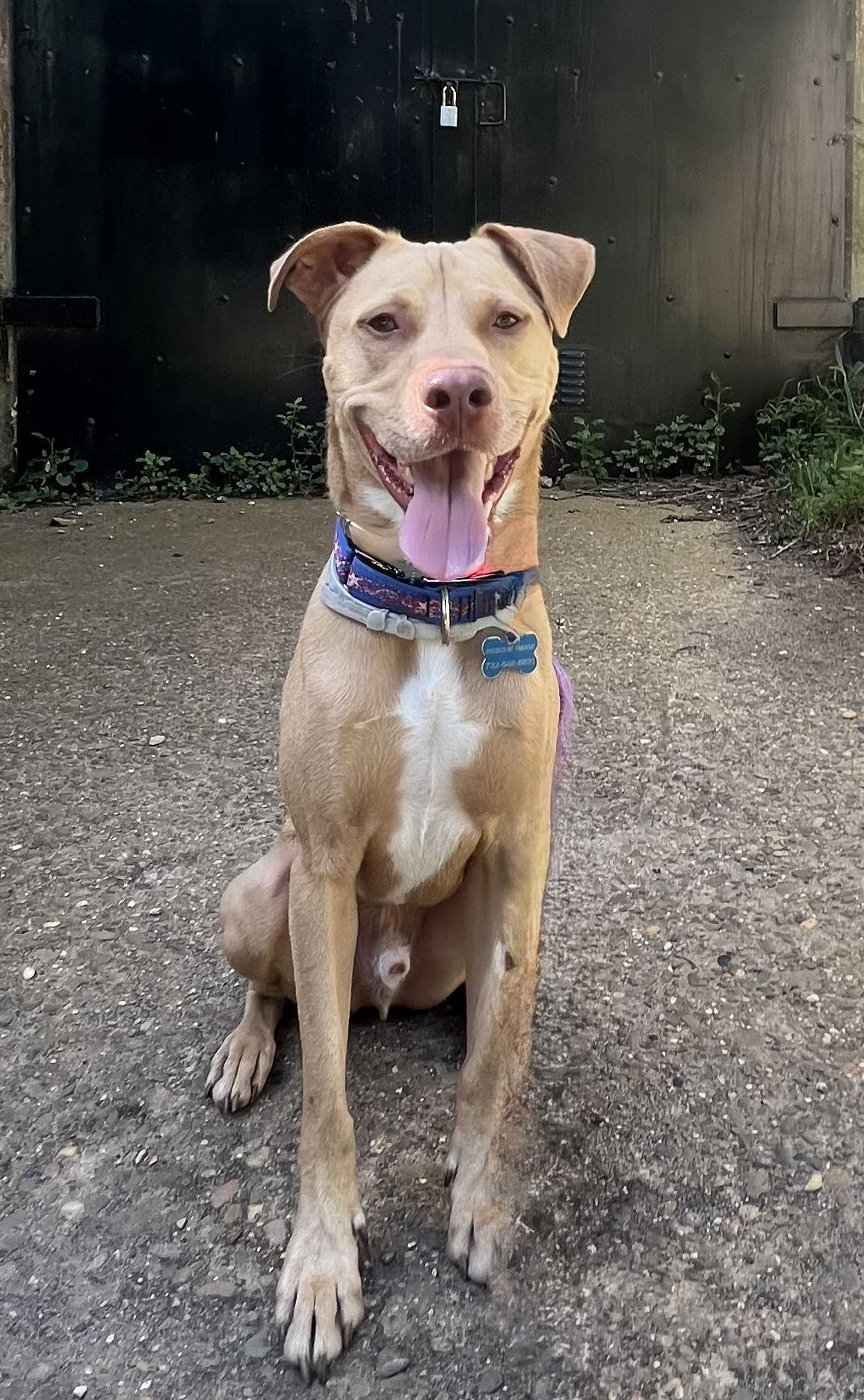Enlarge Peanut, a Adoptable Hound in Spring Lake, NJ image 3/3