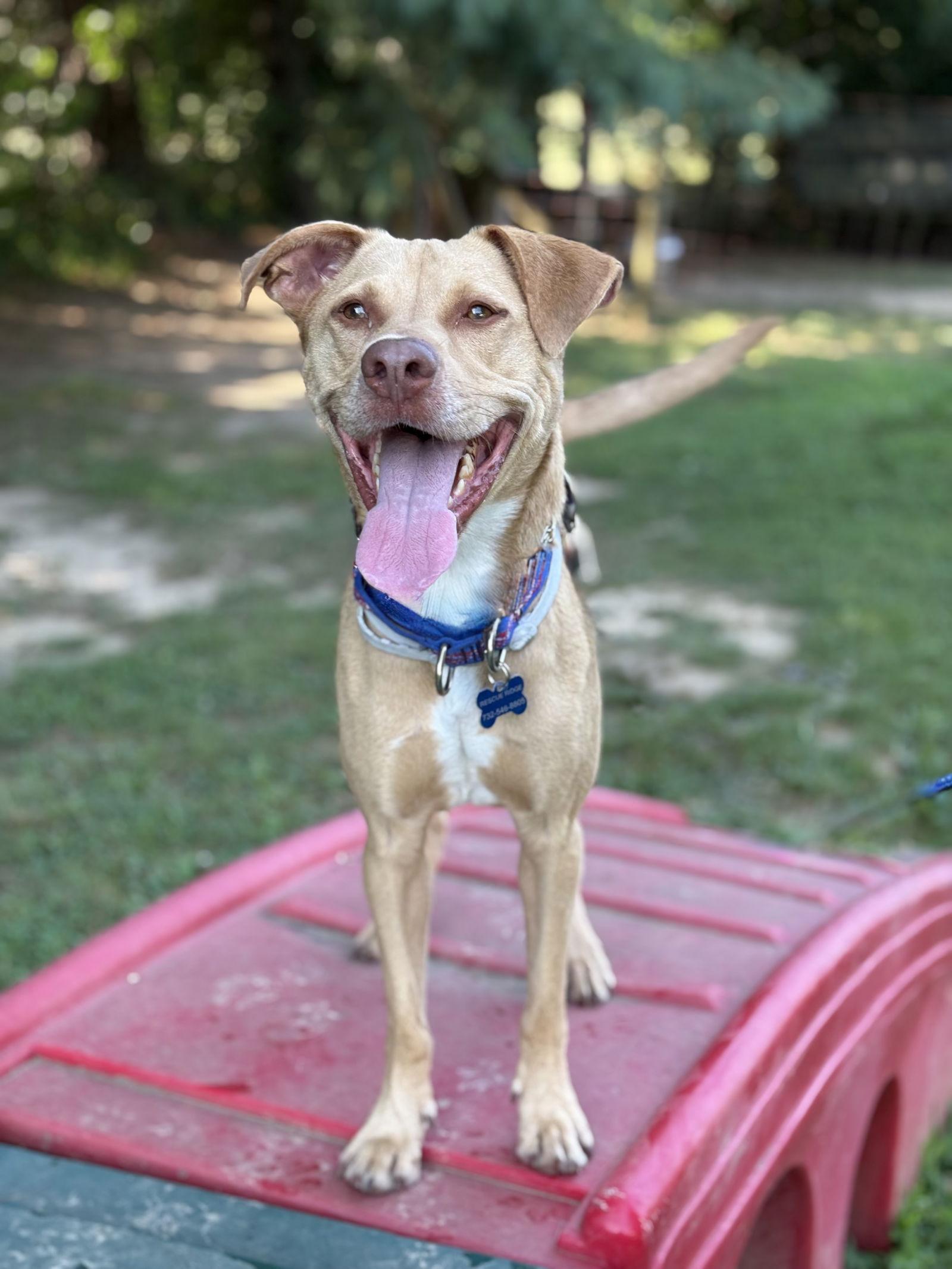 Peanut, Adoptable, Adult Male Hound.