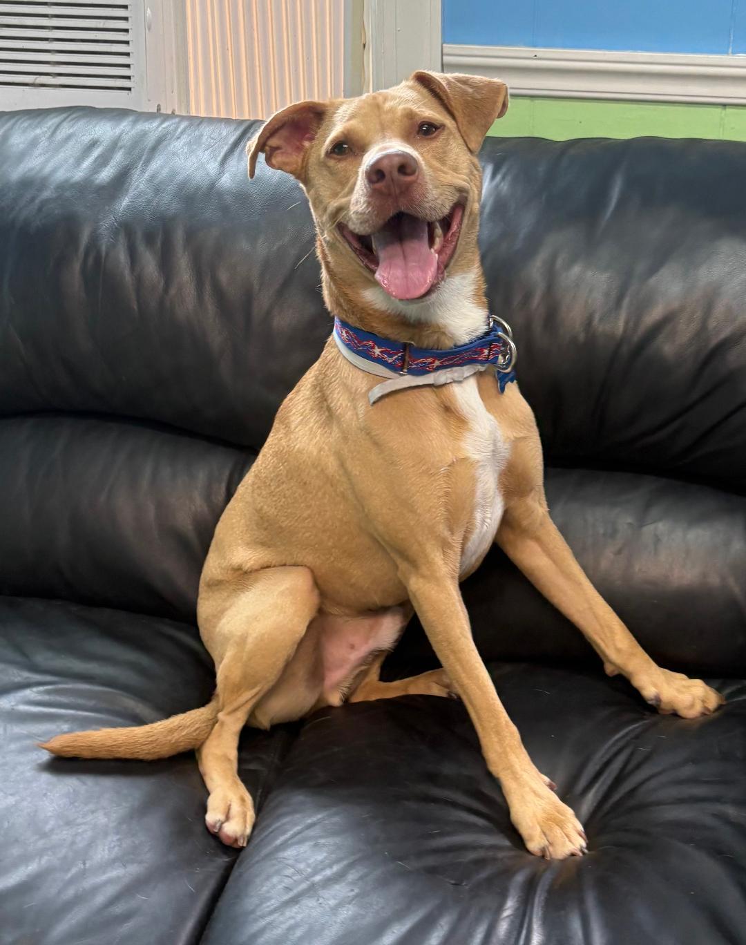 Peanut, a Adoptable Hound in Spring Lake, NJ image 2/3