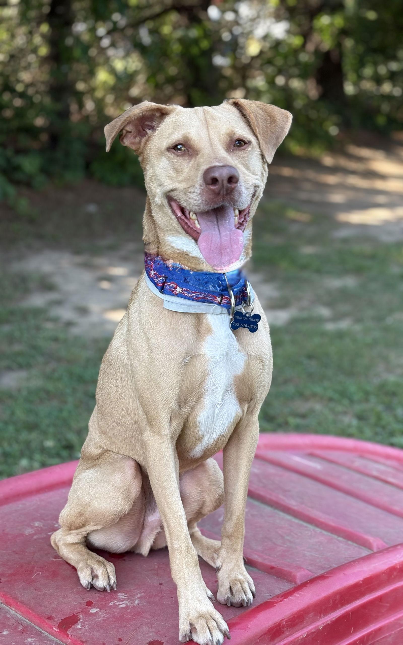 Peanut, a Adoptable Hound in Spring Lake, NJ image 3/3