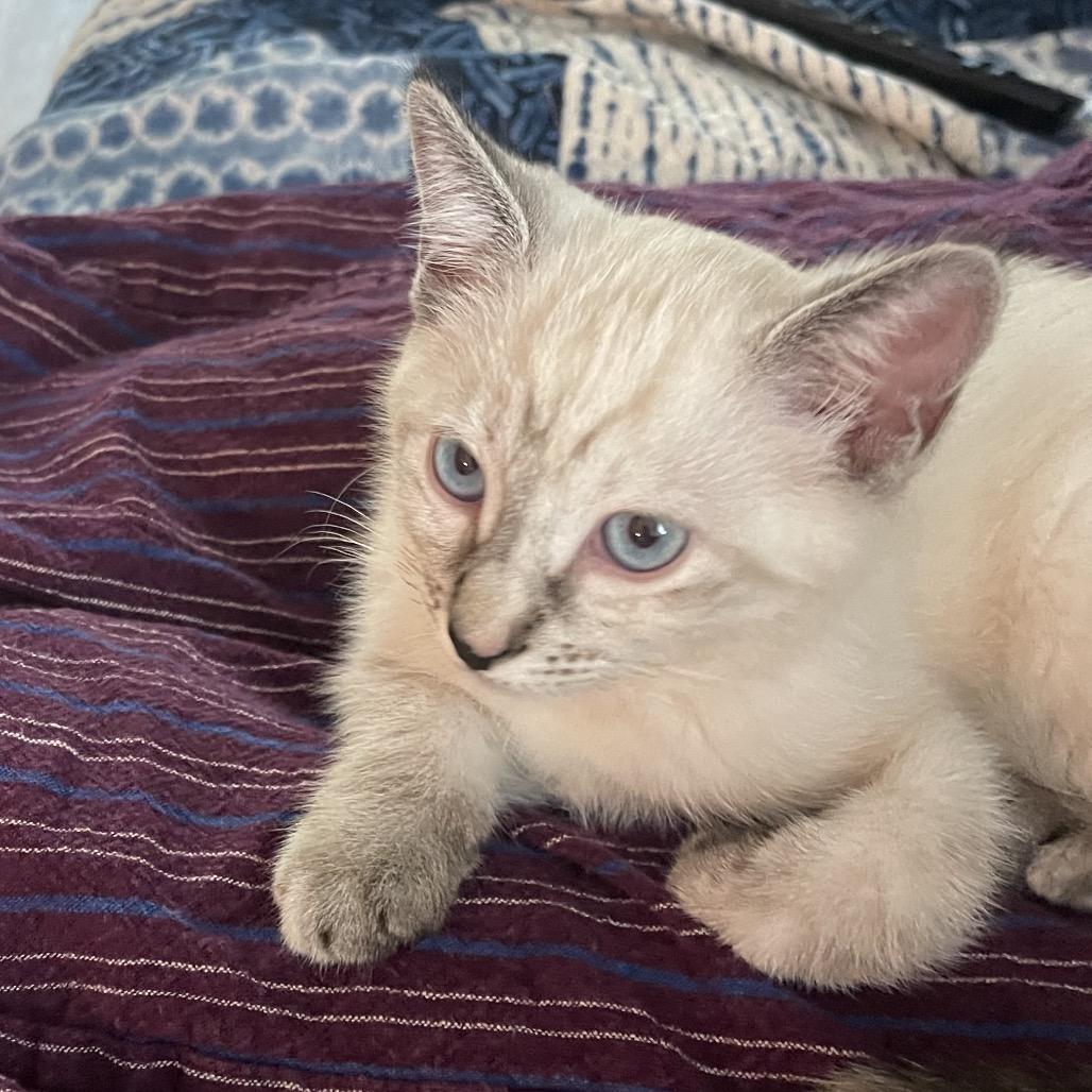 Sapphire A26-129, Adoptable, Kitten Female Siamese.