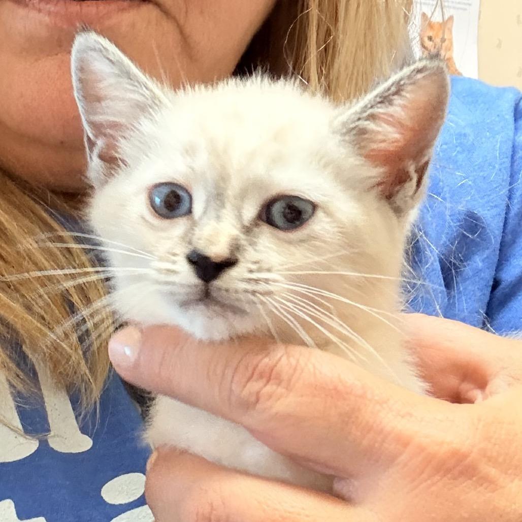 Enlarge Sapphire A26-129, a Adoptable Siamese in SANTA ROSA BEACH, FL image 2/3