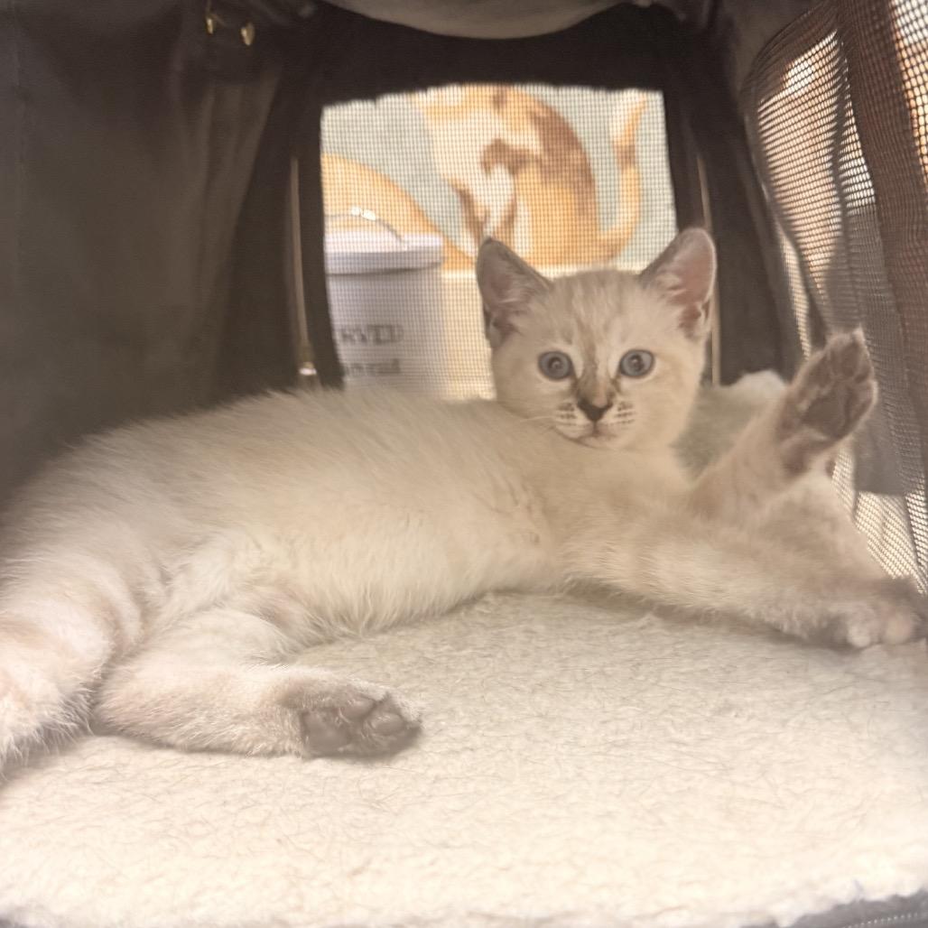 Enlarge Sapphire A26-129, a Adoptable Siamese in SANTA ROSA BEACH, FL image 3/3