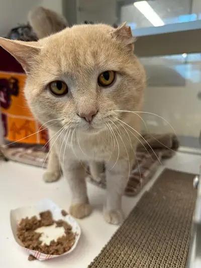 Buster (ID 51035), adopted, Adult Male Domestic Short Hair.