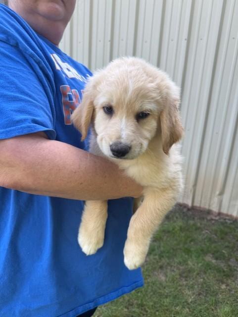 Enlarge Alex, a ADOPTABLE mixed breed in Cushing, OK image 1/3