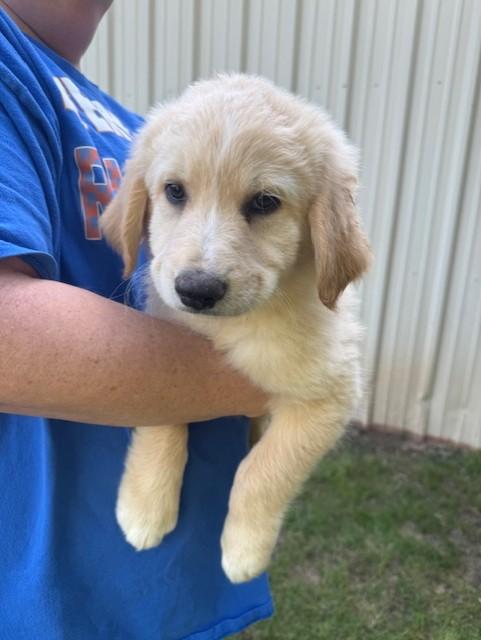 Enlarge Alex, a ADOPTABLE mixed breed in Cushing, OK image 2/3