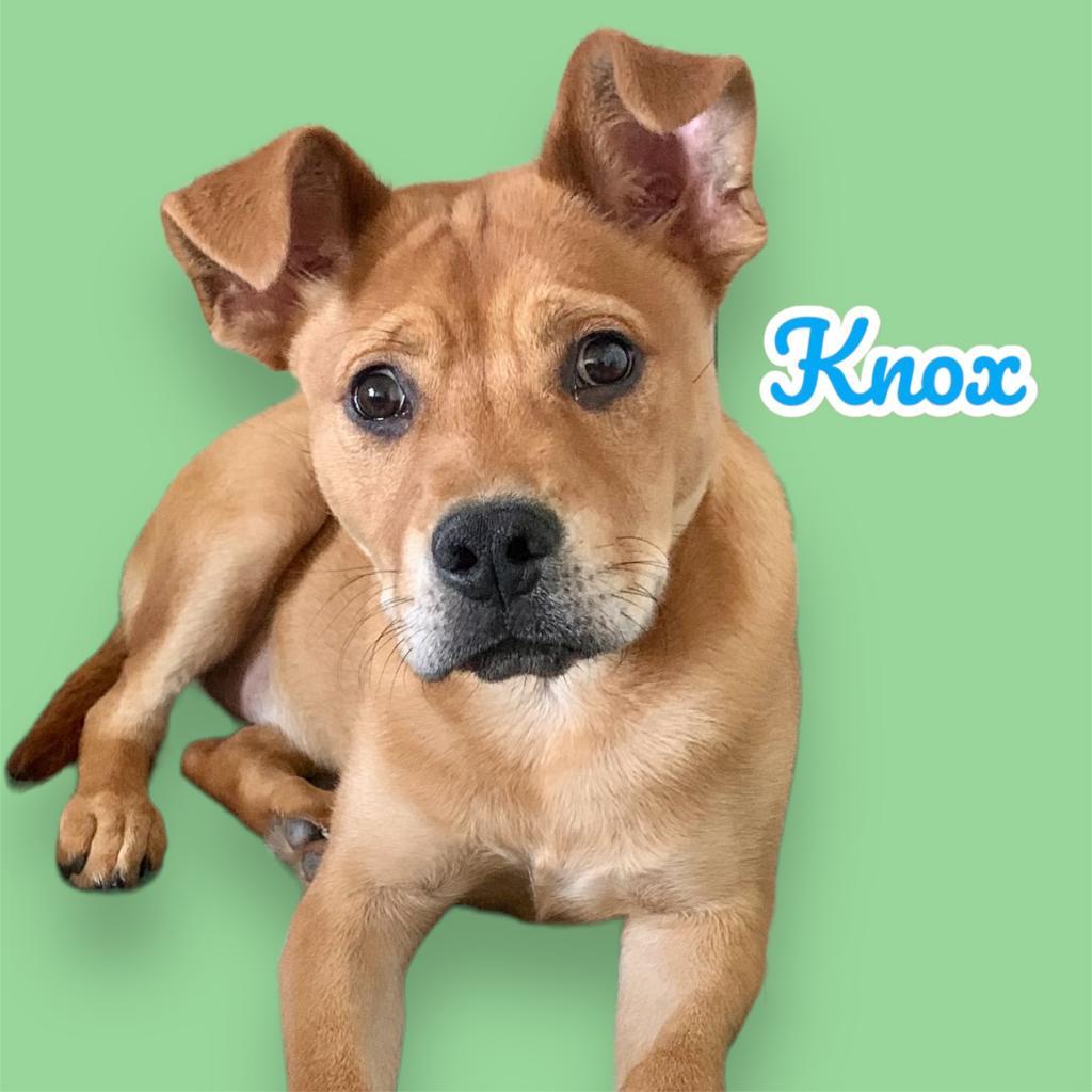 Enlarge Knox, a Adoptable mixed breed in Scottsdale, AZ image 1/1