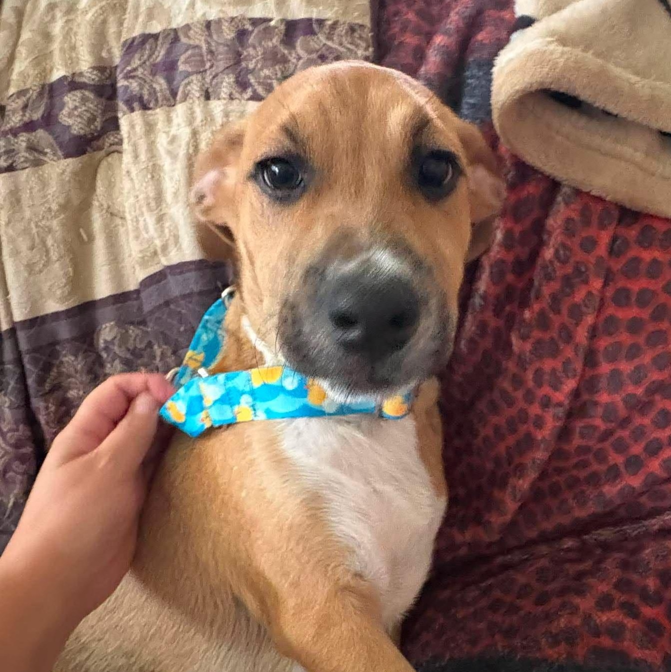 Larry, adopted, Puppy Male Mixed Breed.