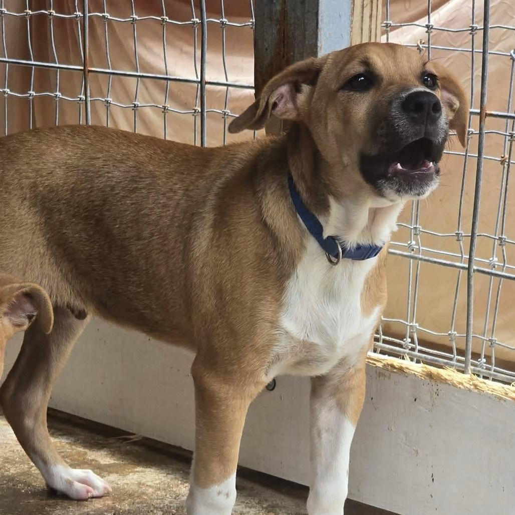Larry, an adopted mixed breed in Kempner, TX image 5/6