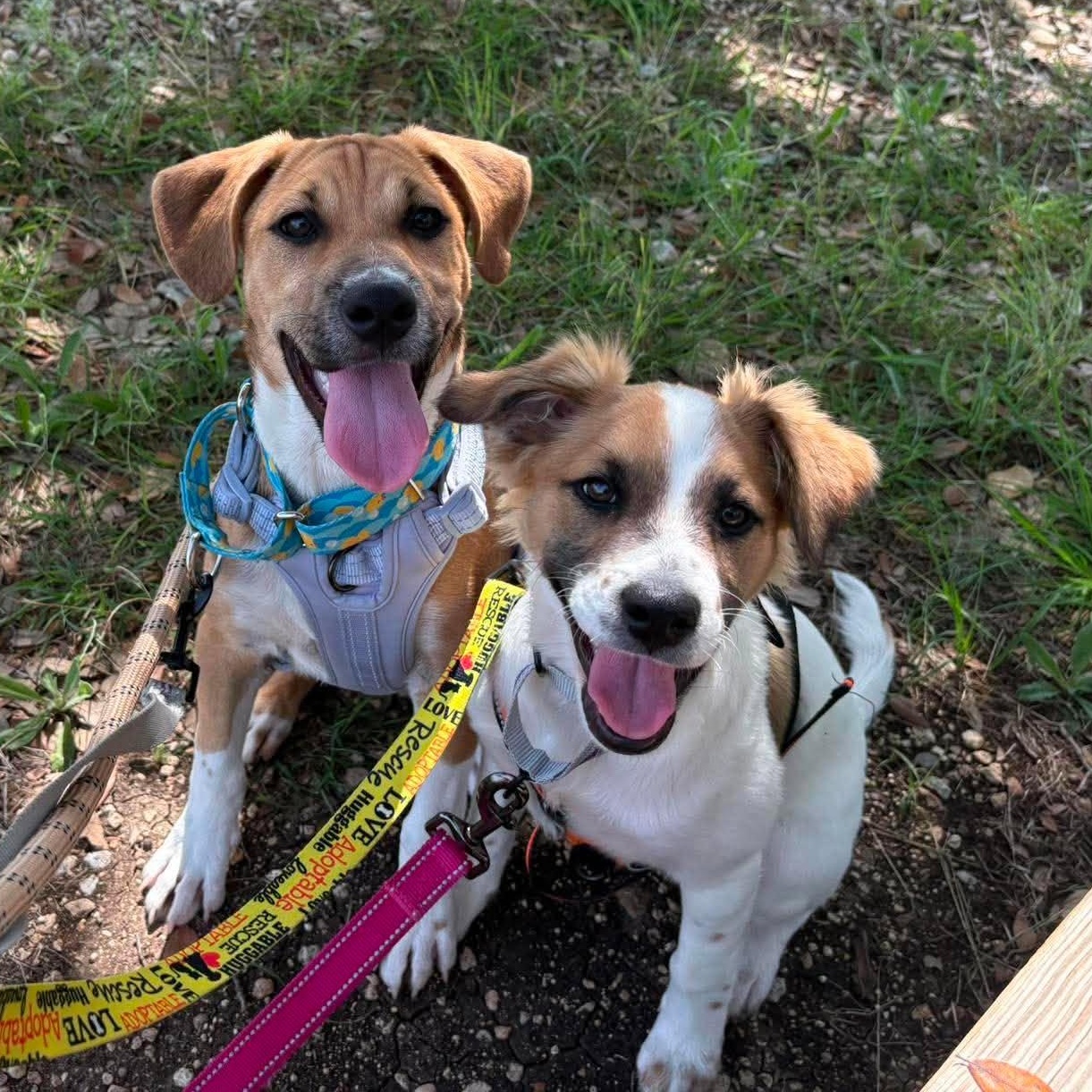 Larry, an adopted mixed breed in Kempner, TX image 3/6