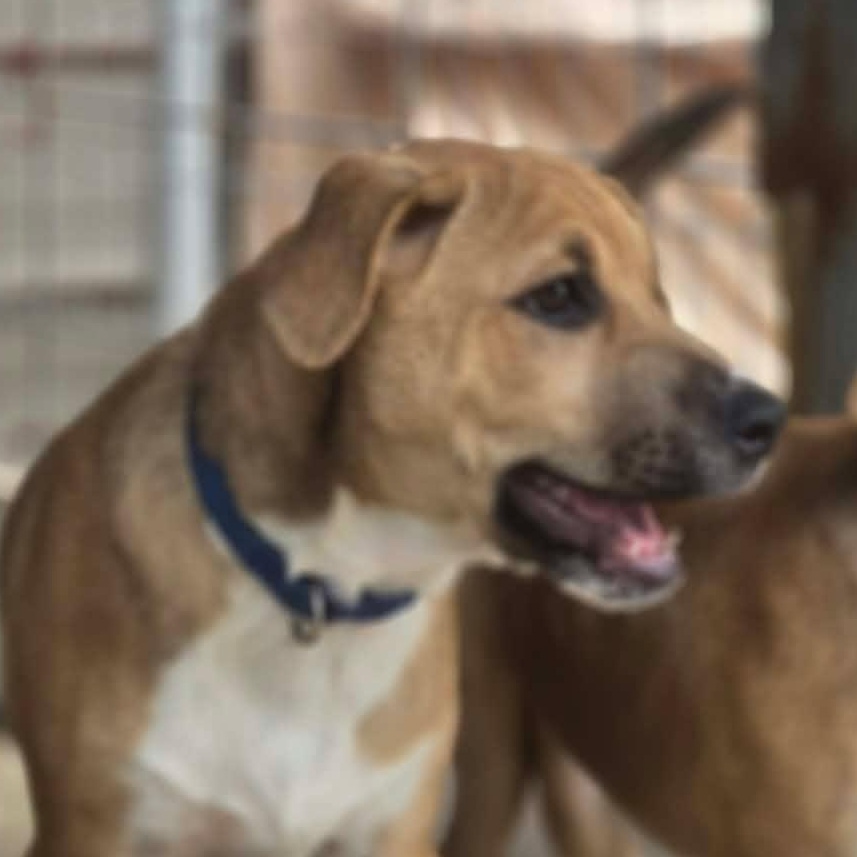 Larry, an adopted mixed breed in Kempner, TX image 6/6