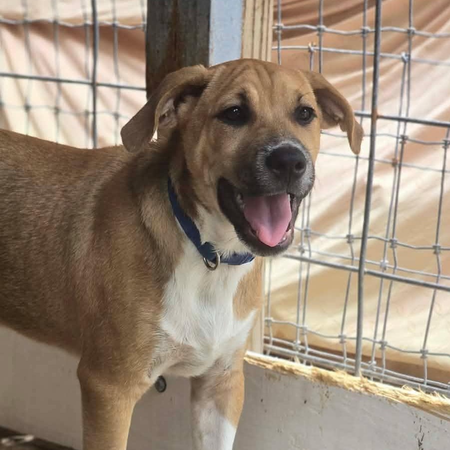 Larry, an adopted mixed breed in Kempner, TX image 4/6