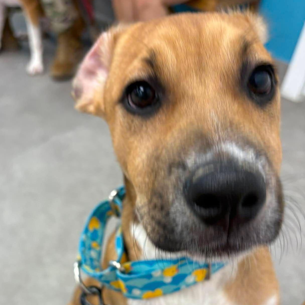 Larry, an adopted mixed breed in Kempner, TX image 2/6