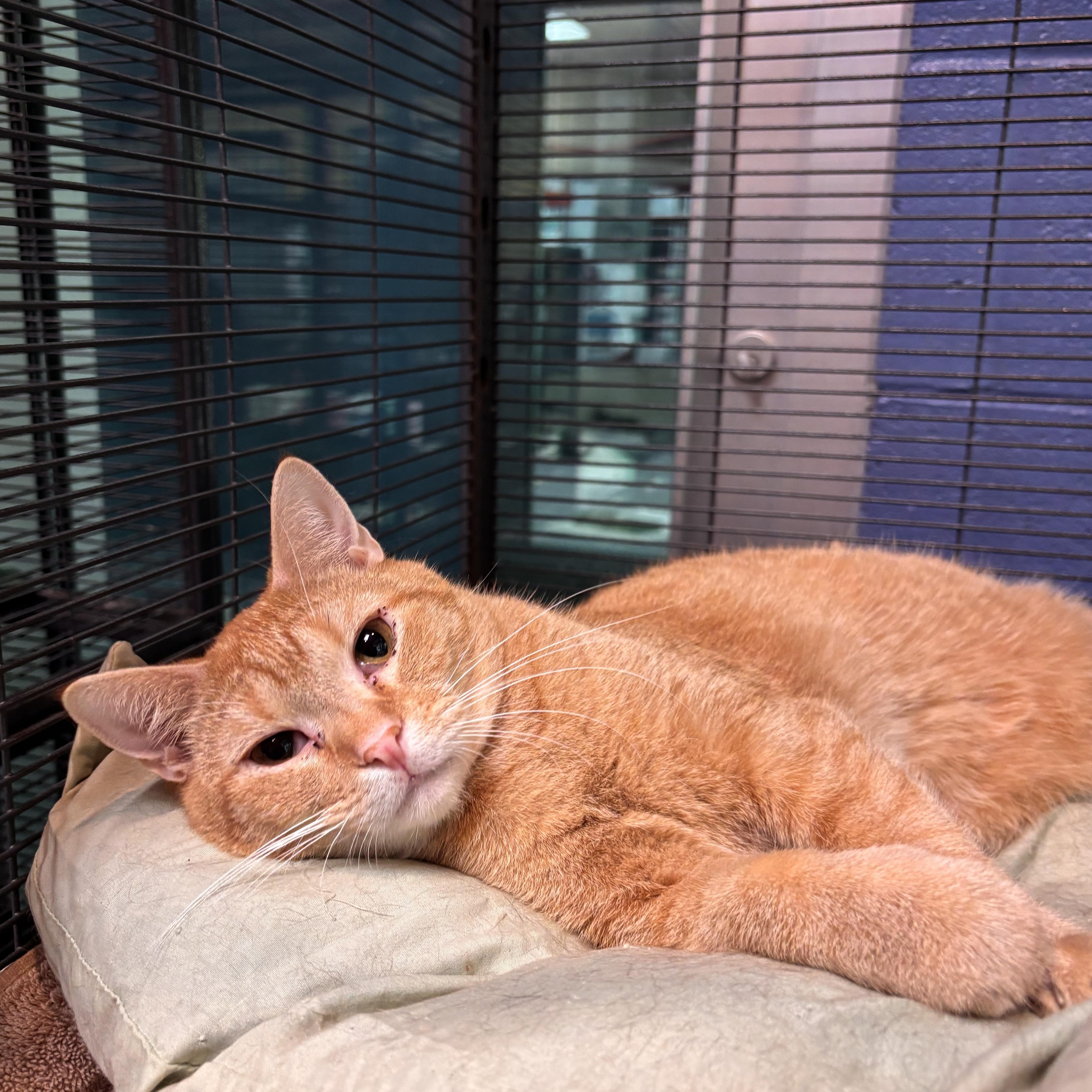 Henry, adoptable, Young Male Domestic Short Hair.