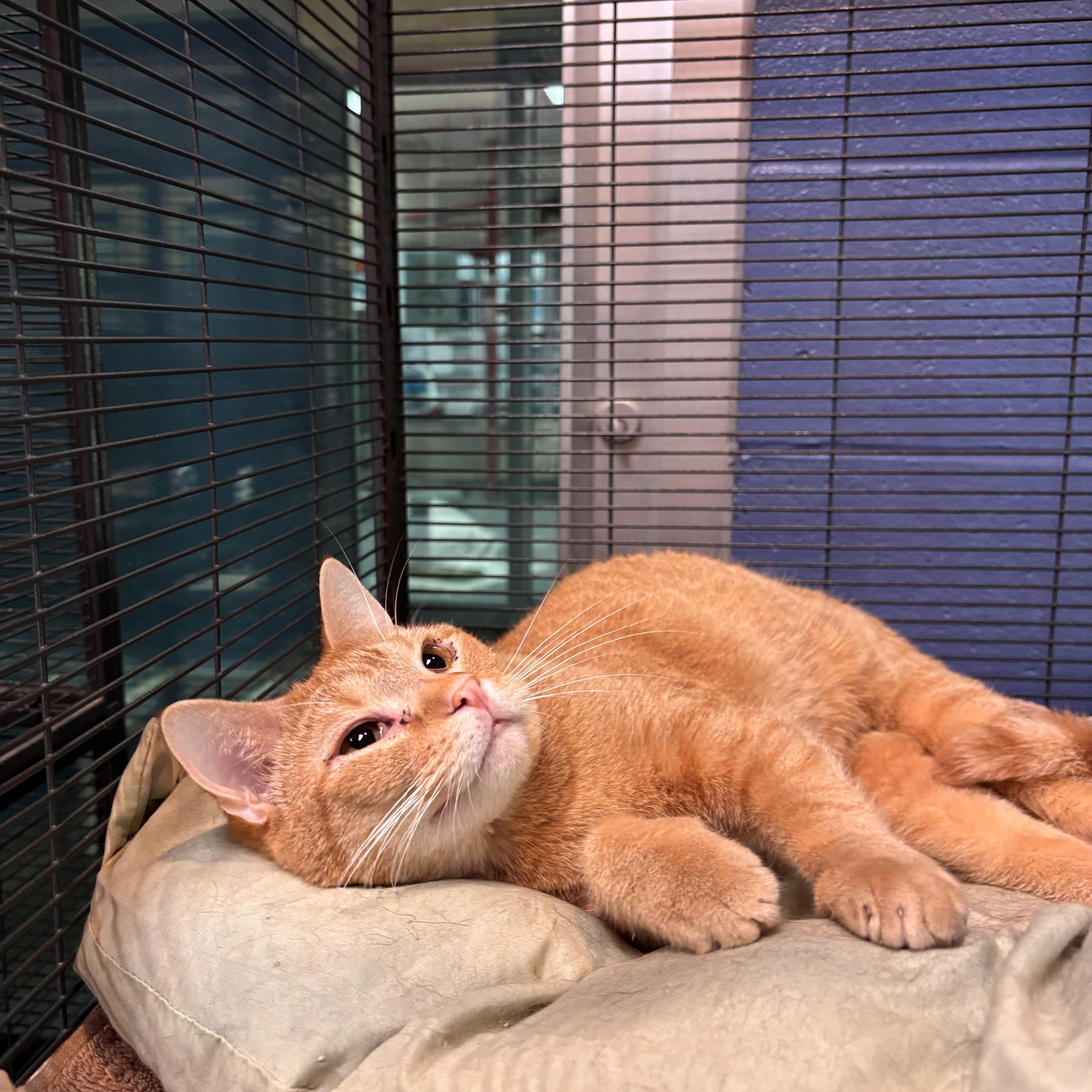 Enlarge Henry, an adoptable Domestic Short Hair in Charleston, SC image 2/2