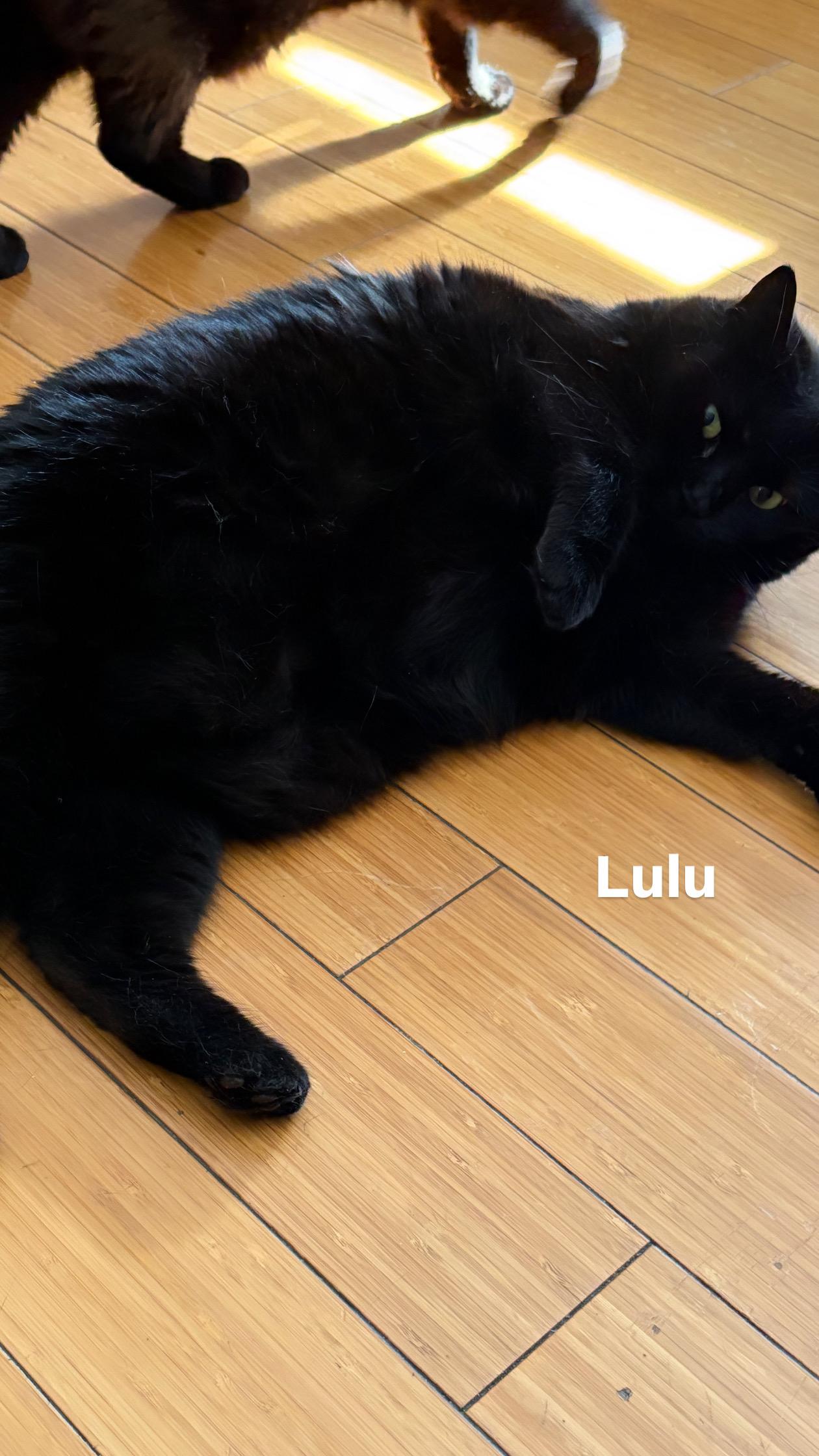 Lulu, ADOPTABLE, Adult Female Domestic Short Hair.