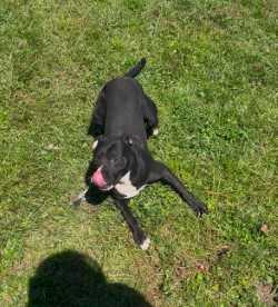 Enlarge Rudy, a Adoptable Pit Bull Terrier in Woodbine, GA image 1/1