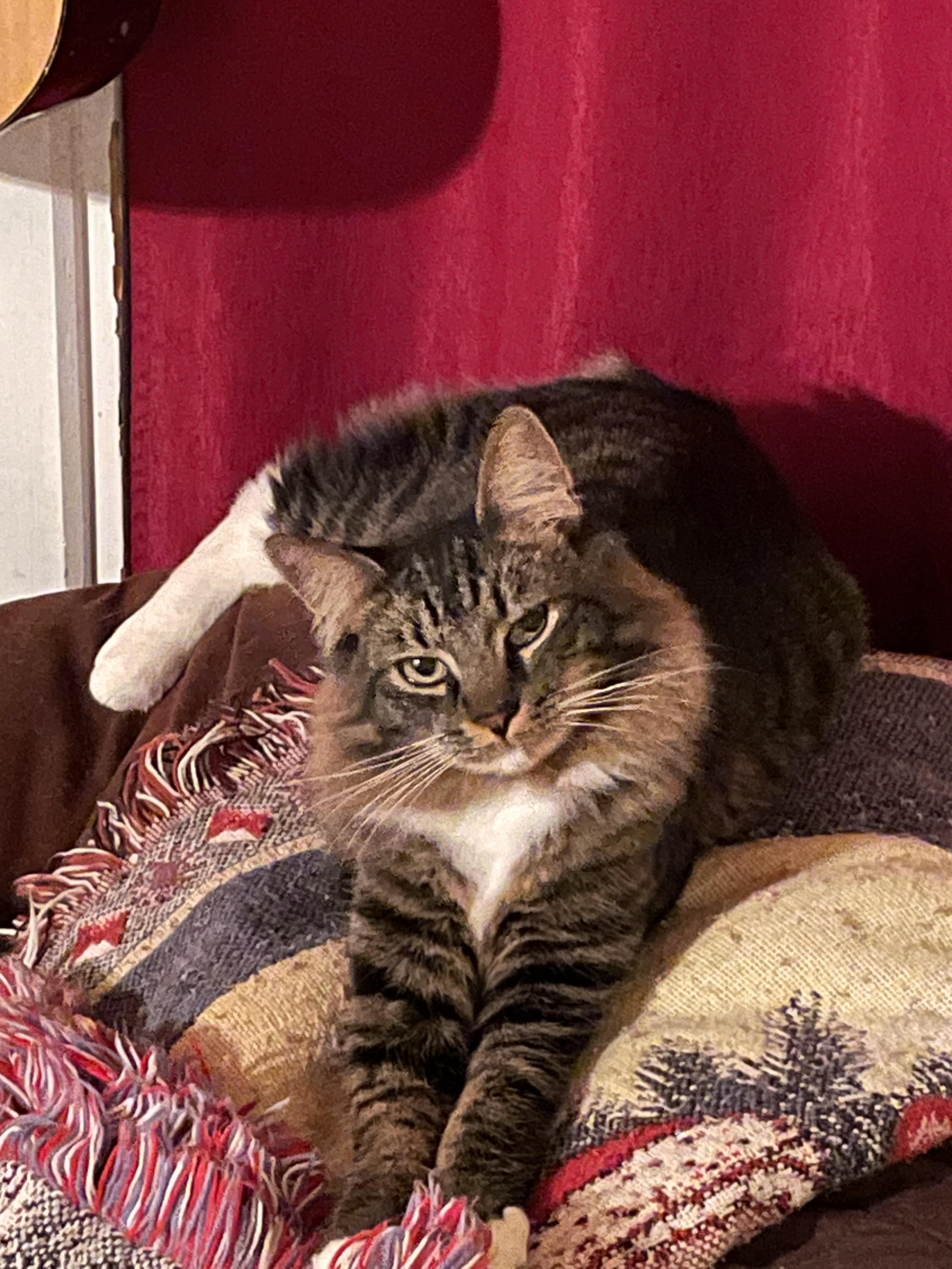 Bam Bam, a Adoptable Domestic Medium Hair in Tampa, FL image 5/5