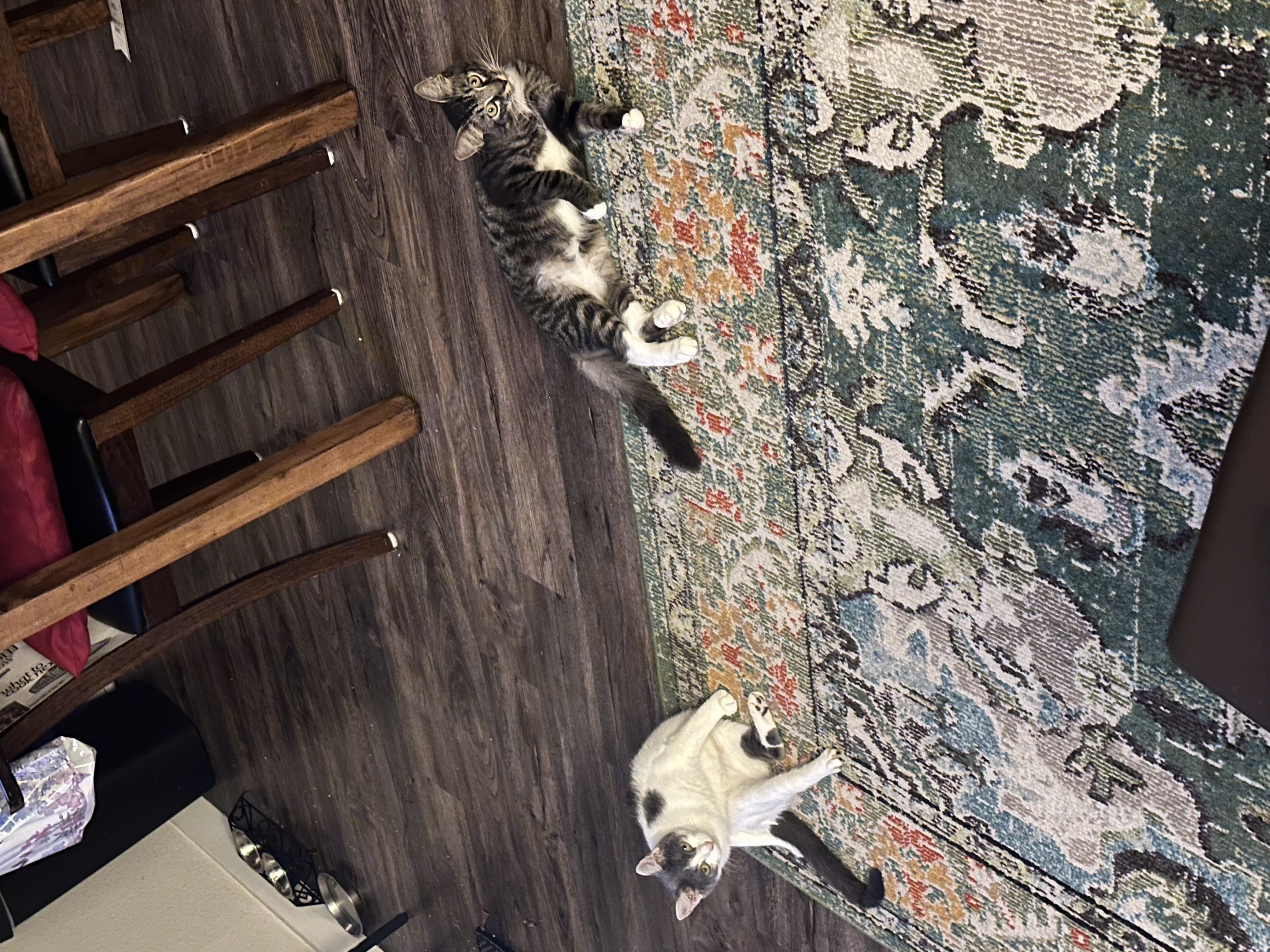 Bam Bam, a Adoptable Domestic Medium Hair in Tampa, FL image 2/5