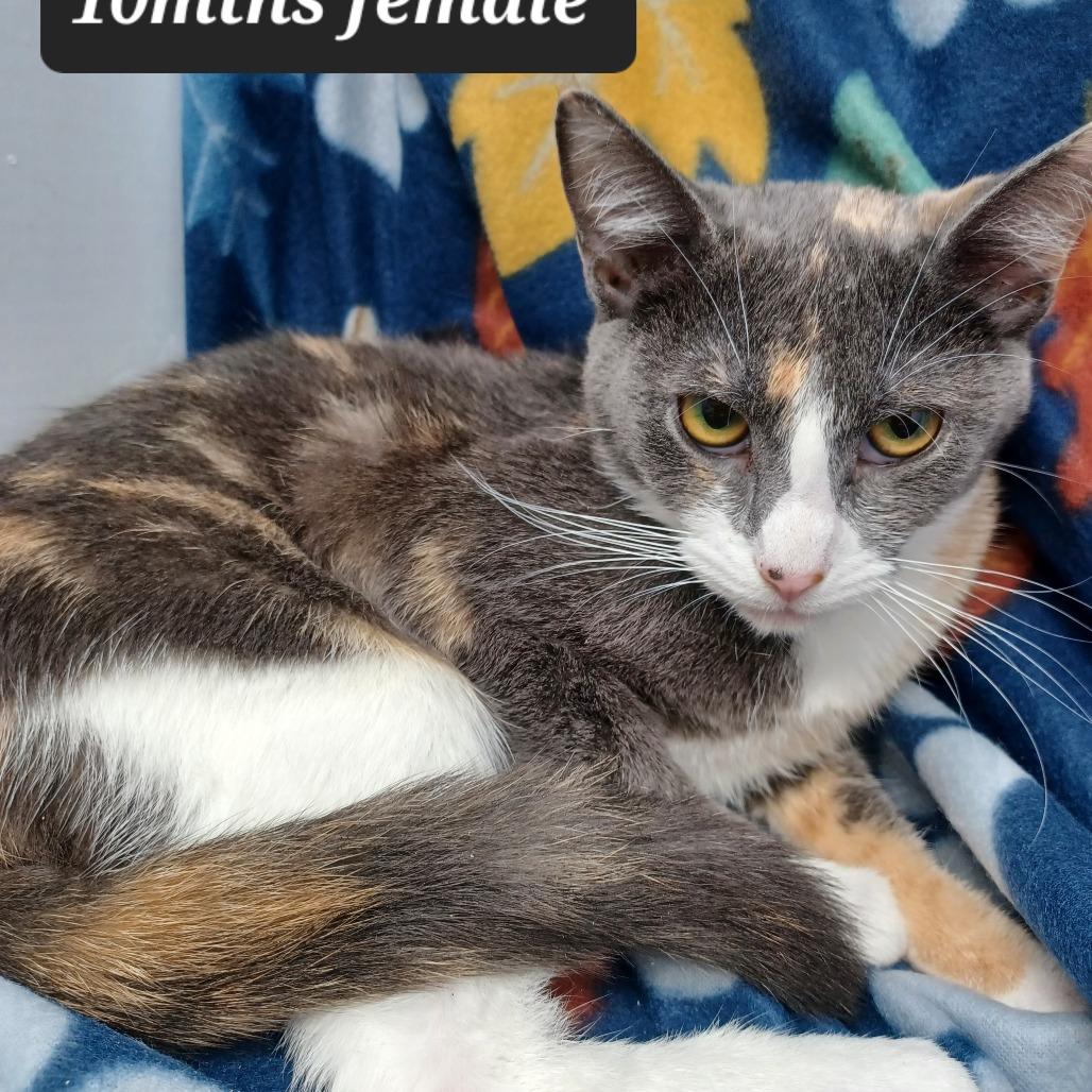 Ivy, Adoptable, Young Female Domestic Short Hair.