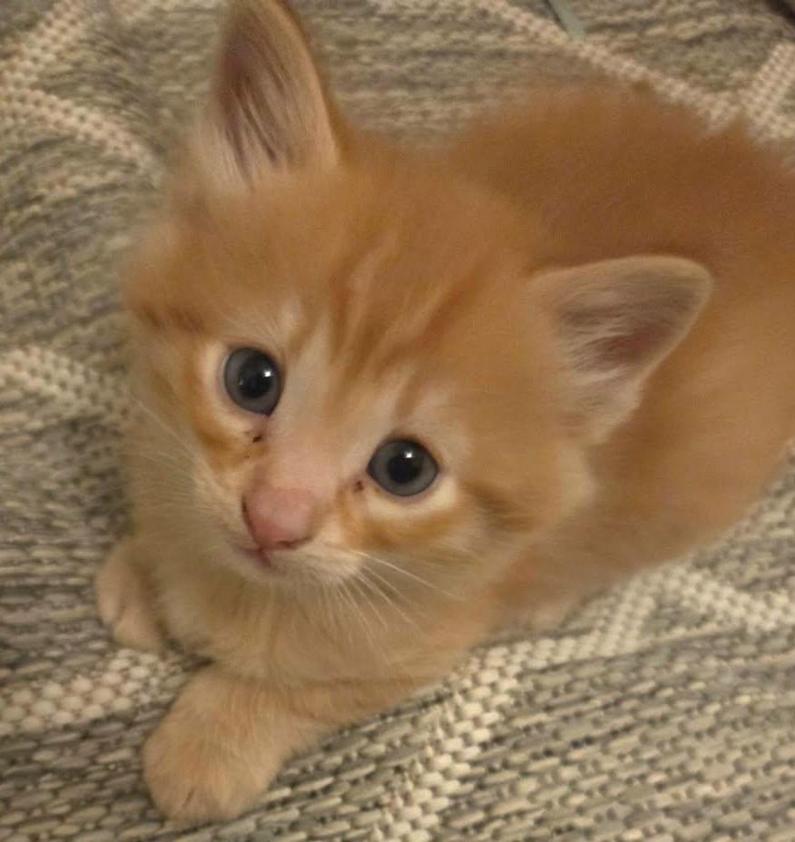 Basmati, Adoptable, Kitten Male Domestic Short Hair.