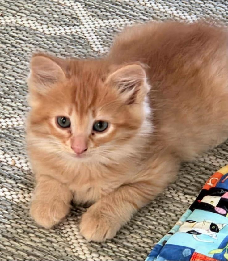 Enlarge Basmati, a Adoptable Domestic Short Hair in Green Valley, AZ image 2/2