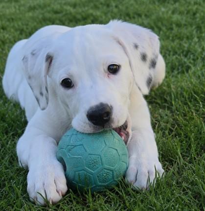 Spot, a Adoptable mixed breed in Haverhill, MA image 2/4