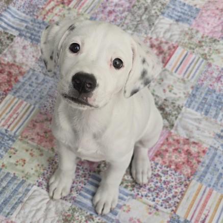 Spot, a Adoptable mixed breed in Haverhill, MA image 1/4