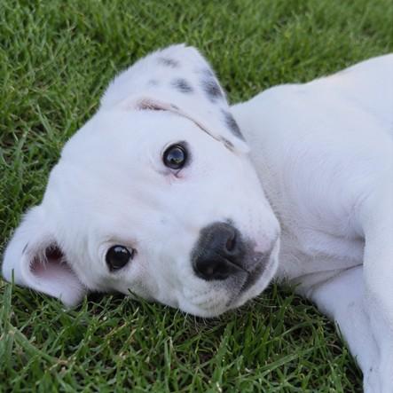 Spot, a Adoptable mixed breed in Haverhill, MA image 3/4