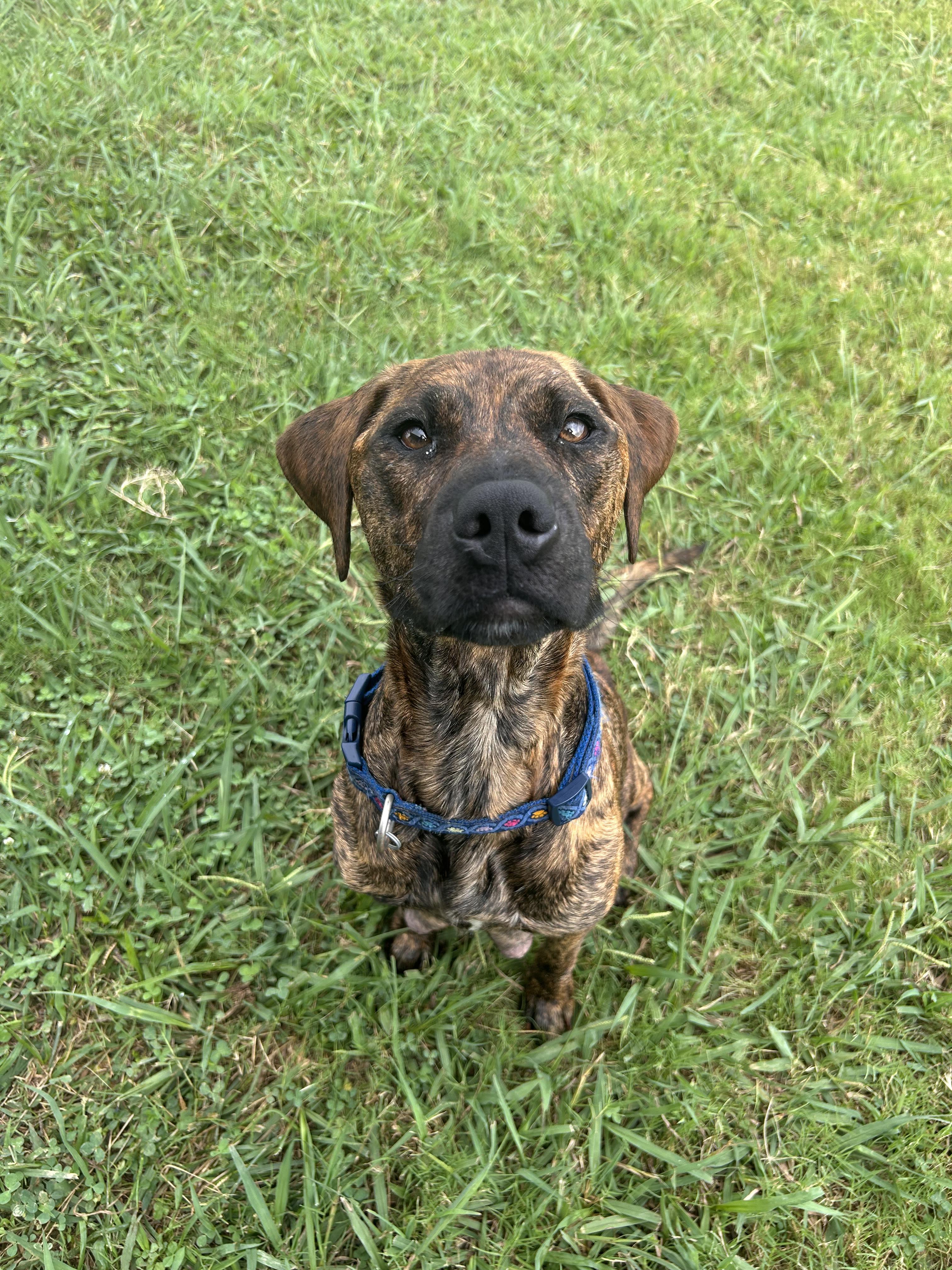Bailey