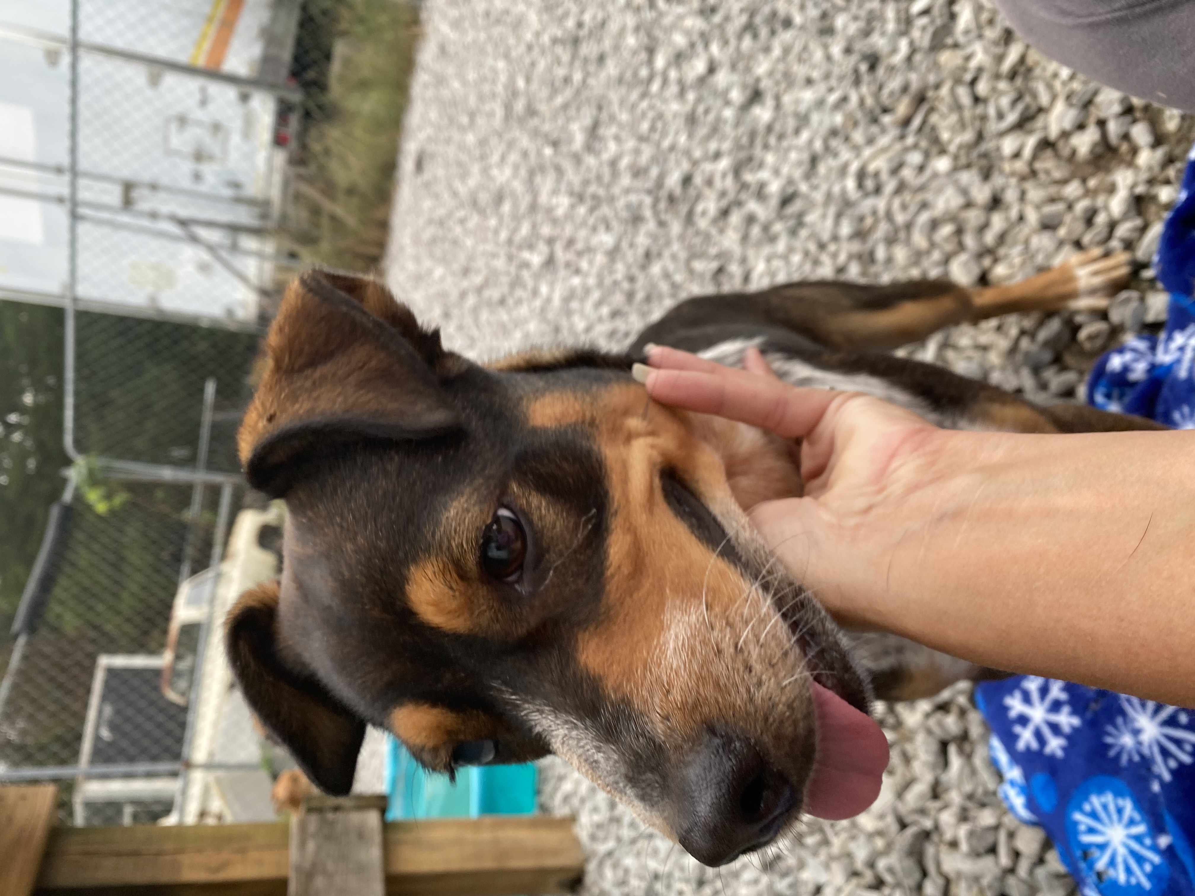 Camaro aka Cami, a Adoptable mixed breed in Eagleville, TN image 1/4