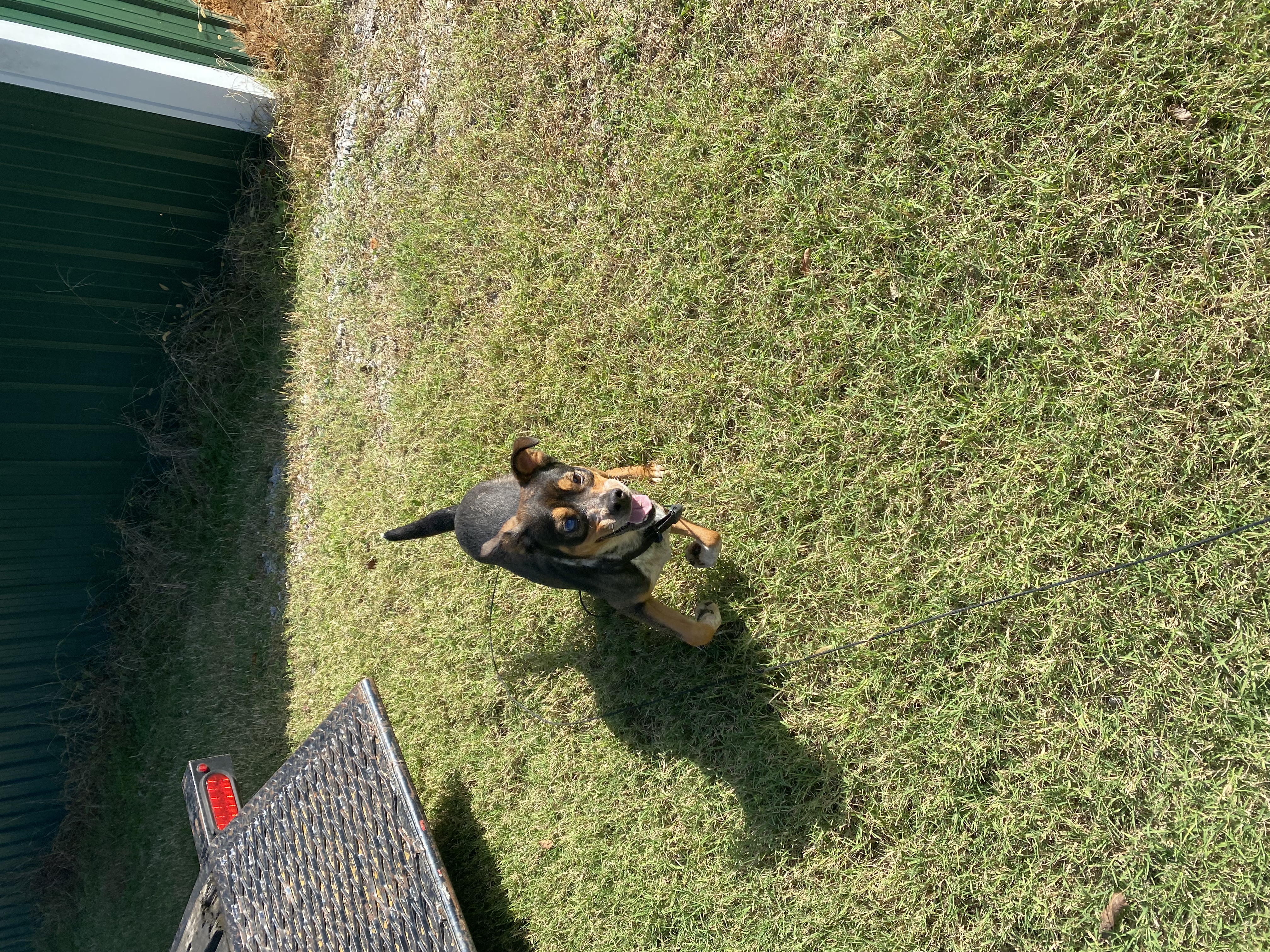 Camaro aka Cami, a Adoptable mixed breed in Eagleville, TN image 2/4