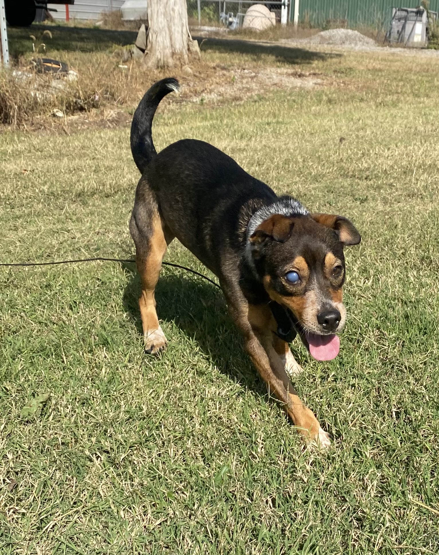 Camaro aka Cami