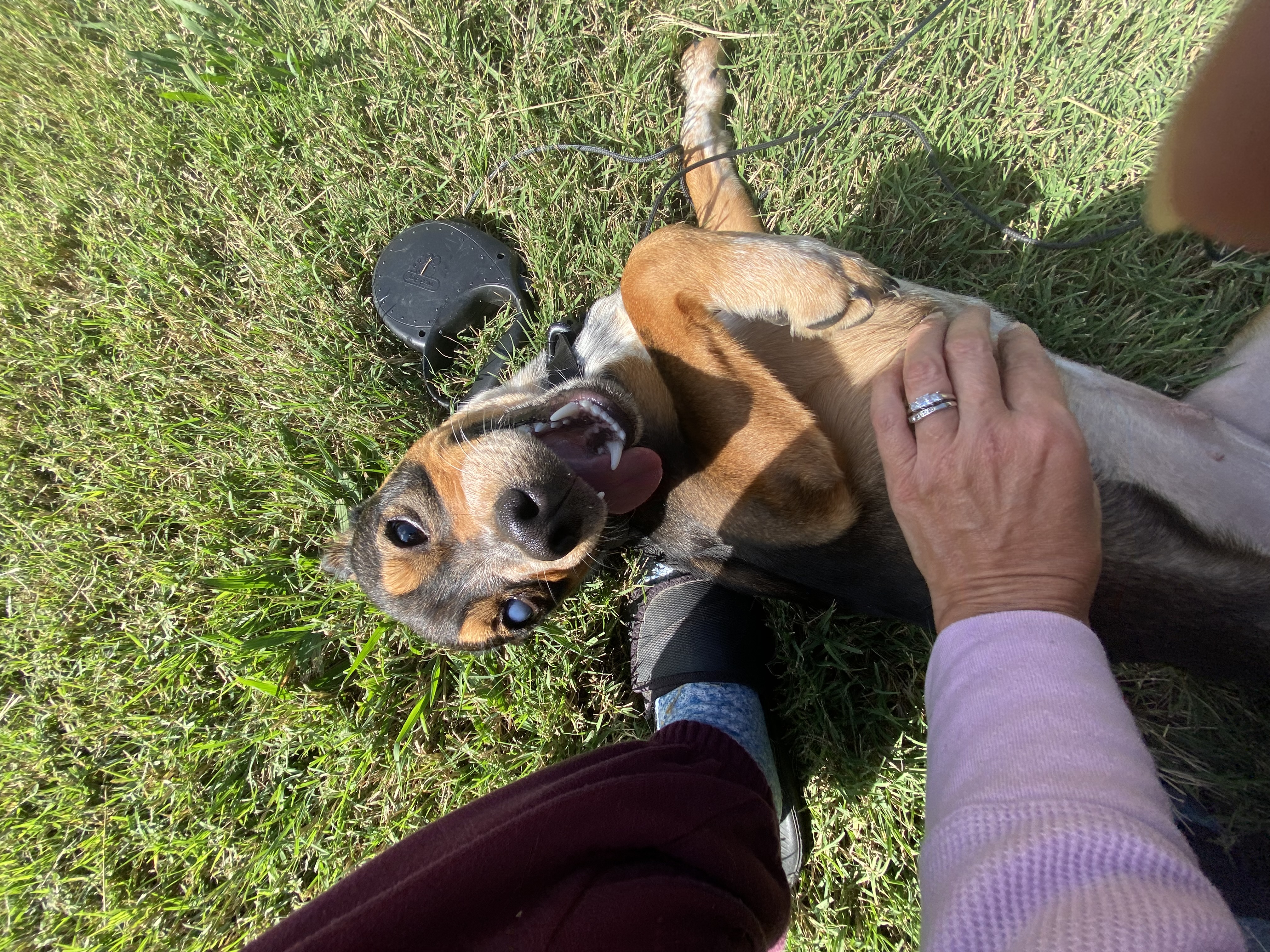 Camaro aka Cami, a Adoptable mixed breed in Eagleville, TN image 4/4