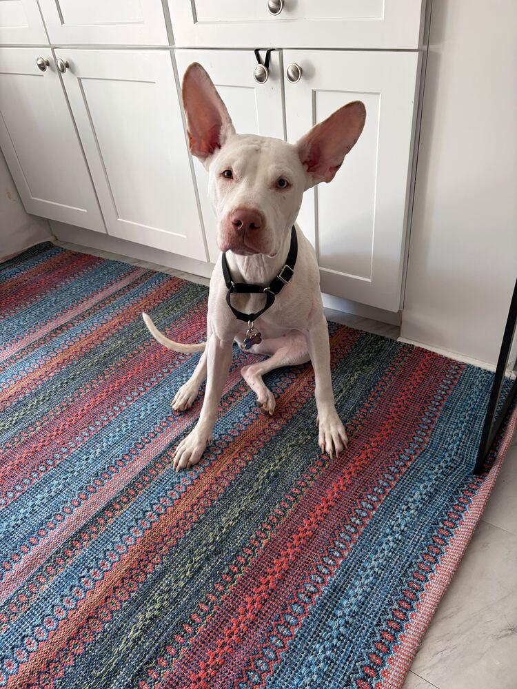 Aurora, Adoptable, Young Female Mixed Breed.