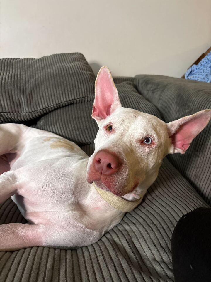 Enlarge Aurora, a Adoptable mixed breed in New York, NY image 2/6