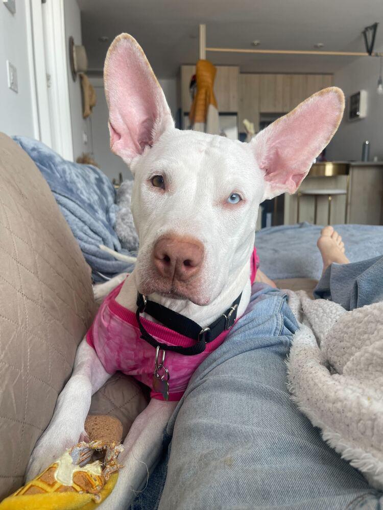 Enlarge Aurora, a Adoptable mixed breed in New York, NY image 3/6