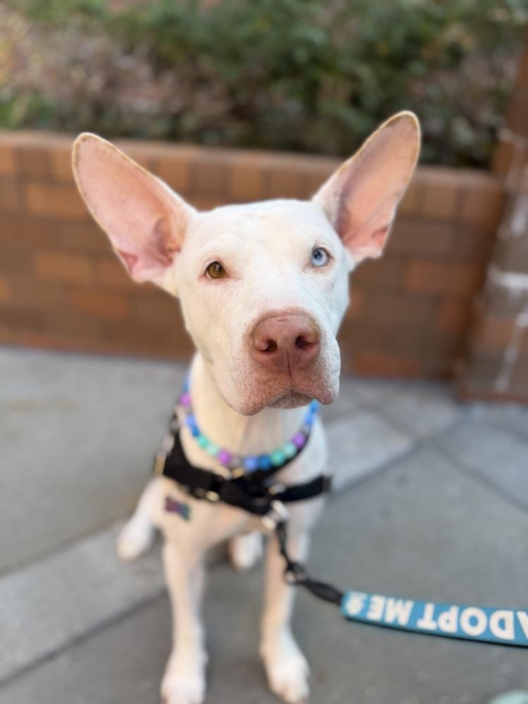 Enlarge Aurora, a Adoptable mixed breed in New York, NY image 4/6