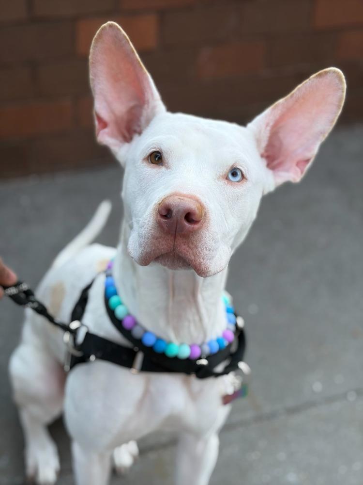 Enlarge Aurora, a Adoptable mixed breed in New York, NY image 5/6